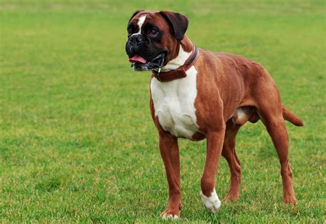 boxer temperament with other dogs.